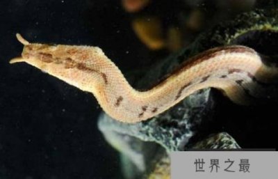 世界上捕鱼速度最快的蛇,捕鱼仅需0.001秒