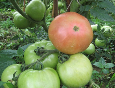 西红柿没熟透可以吃吗 西红柿没熟透青的能吃吗