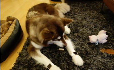 思聪爱犬王可可何许品种?