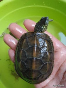 乌龟死了怎样才能制作成乌龟标本(乌龟干尸)?请看鸫龟先生图解