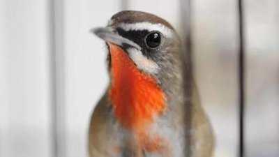 靛颏鸟的品相、观赏要点