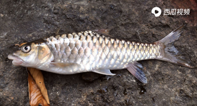 一斤叫价1500元,"忘不了鱼"到底什么来头?西瓜视频告诉你