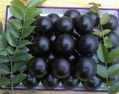 嘉宝果几年结果 嘉宝果好吃吗