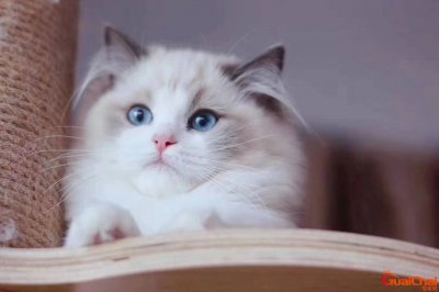 怎么确定猫认主人了猫咪能听懂话吗?怎么确定猫认主人了百度贴吧