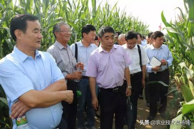 这玉米种植了一亿多亩 高产玉米京科968,你种过吗?