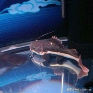 玩蛇真的能“玩蛇”,反正又不需要蛇皮走位!