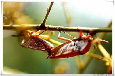 农村里人人讨厌的“臭大姐”,竟然有一种特殊的功效,男人吃多了真的受不了