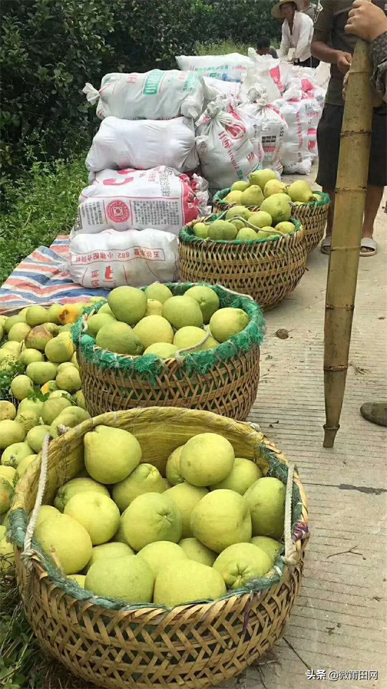 莆田四大名果文旦柚成熟了,满山的柚子,爬树采摘一天挣几百
