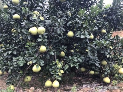 莆田四大名果文旦柚成熟了,满山的柚子,爬树采摘一天挣几百