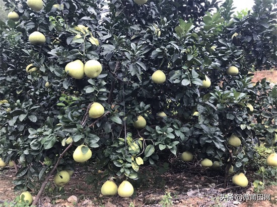 莆田四大名果文旦柚成熟了,满山的柚子,爬树采摘一天挣几百