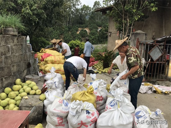 莆田四大名果文旦柚成熟了,满山的柚子,爬树采摘一天挣几百