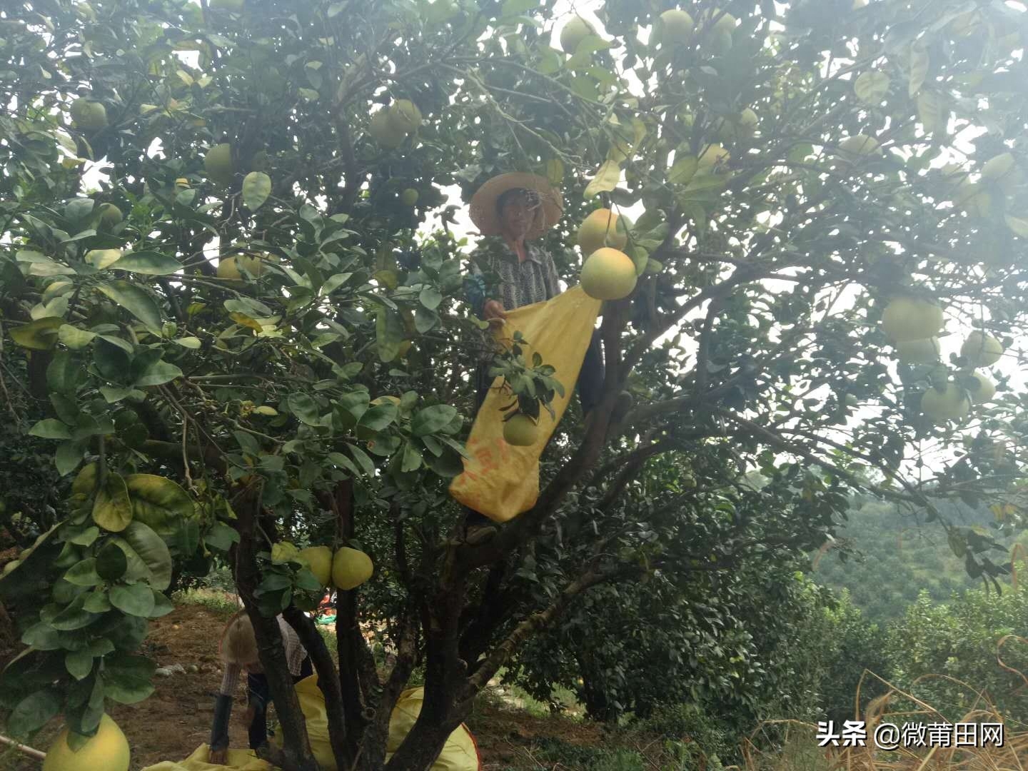 莆田四大名果文旦柚成熟了,满山的柚子,爬树采摘一天挣几百