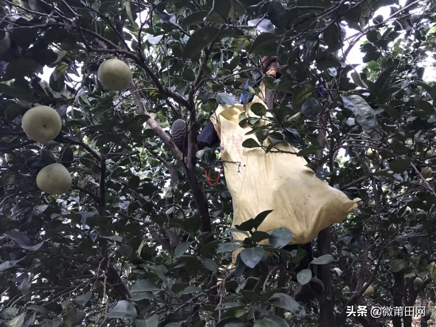 莆田四大名果文旦柚成熟了,满山的柚子,爬树采摘一天挣几百