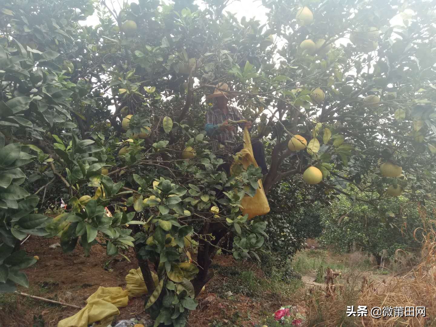 莆田四大名果文旦柚成熟了,满山的柚子,爬树采摘一天挣几百