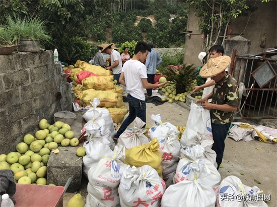莆田四大名果文旦柚成熟了,满山的柚子,爬树采摘一天挣几百
