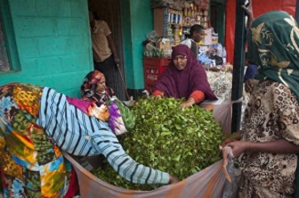 这个国家,连小孩都爱吃的叶子,其实是毒品