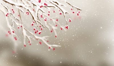 ​忽如一夜春风来出自哪首诗词（岑参与武判官：那首“忽如一夜春风来”里，没有