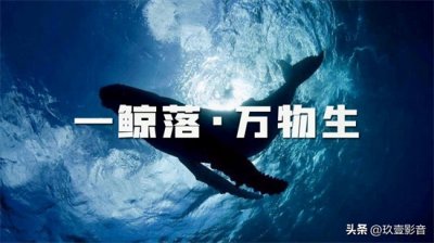 鲸鱼的所有种类 ——认识鲸类家族全体成员