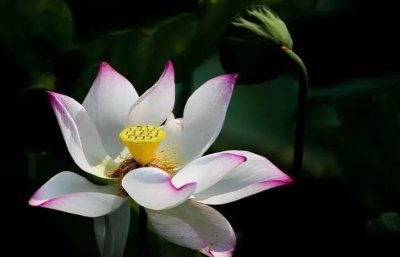 荷花:被誉为“君子之花”,象征着高洁、坚贞的高尚品德