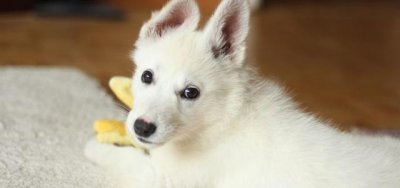 怎么教狗狗大小便?只需三步,轻松搞定