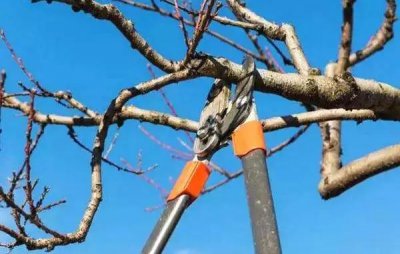 冬季修剪树木最佳时间,搞错这两点你一定后悔