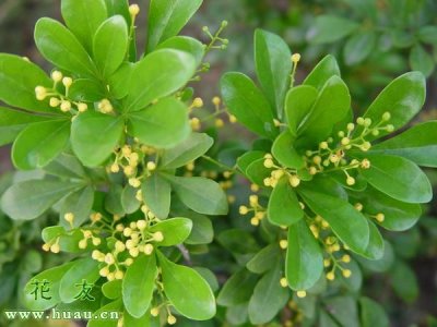 ​米兰花的栽培方法送给你