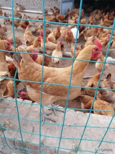 养殖1000只土蛋鸡一年究竟能赚多少钱?