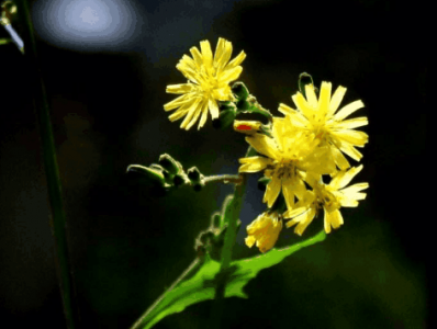 人称“毛毛菜”的野菜,外形酷似蒲公英,认识它的人却很少