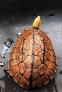 ​乌龟绝症-肺炎的治疗介绍