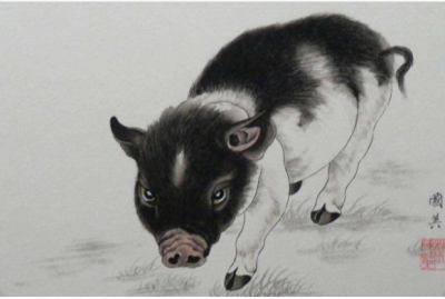 属猪的人命运如何