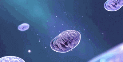 线粒体遗传病 其发病年龄在人类20岁左右,潜伏期较长