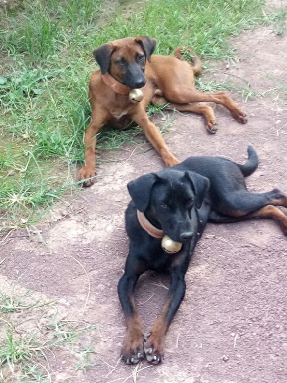 濒临消失的本土优秀猎犬——青川猎犬