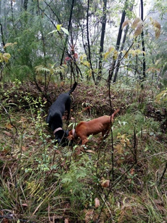 濒临消失的本土优秀猎犬——青川猎犬