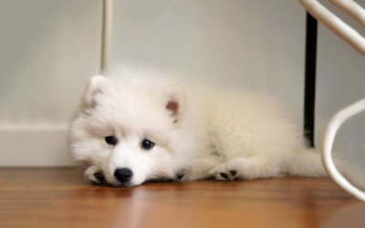 ​李昌镐简介 李昌镐的战绩和生平故事