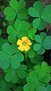 唯美翠绿的四叶草图片欣赏