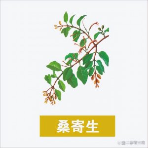 桑寄生的正确食用方法(桑树上的桑寄生你知道是什么吗?药用价值非常高,一起