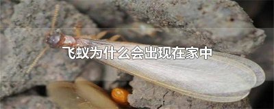 飞蚁怎么出现在家里呢 飞蚁怎么出现在家里呢,用什么药