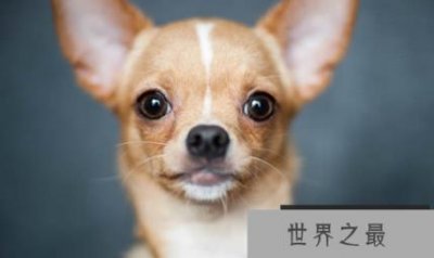 ​世界最小最可爱的狗