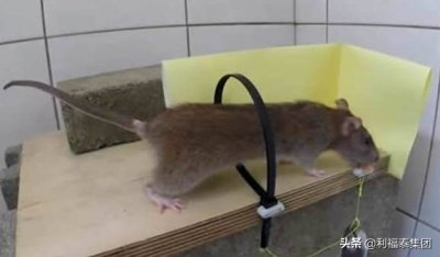 ​如何灭鼠 捕鼠灭鼠公司专业的灭鼠方法大全