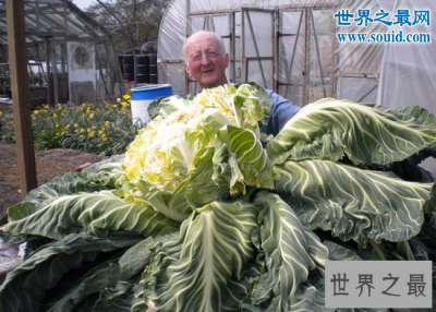 ​世界上最大的花菜，英国老汉种出54斤花菜