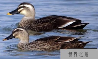 ​世界十大速度最快的鸟，游隼（每小时389公里）