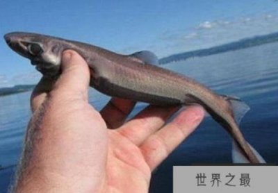 ​世界上最小的鲨鱼 体长只有30厘米