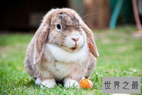 宠物兔饲养须知大赠送,教你科学养兔!