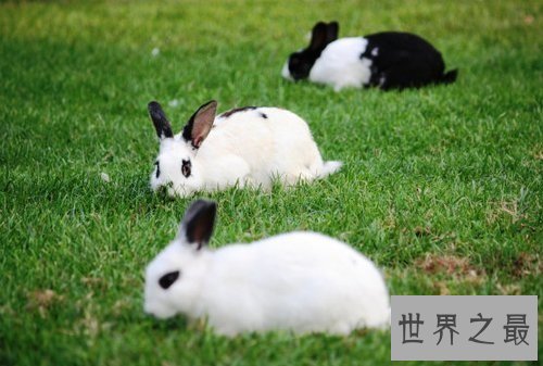 宠物兔饲养须知大赠送,教你科学养兔!