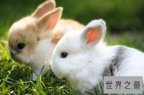 宠物兔饲养须知大赠送,教你科学养兔!