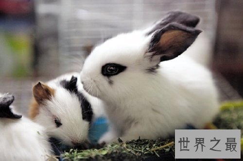 宠物兔饲养须知大赠送,教你科学养兔!