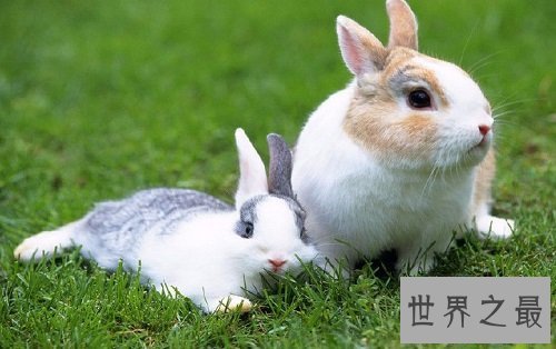 宠物兔饲养须知大赠送,教你科学养兔!