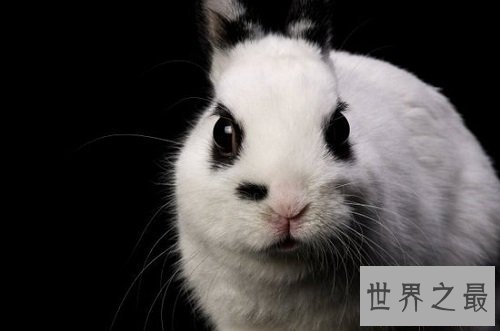 宠物兔饲养须知大赠送,教你科学养兔!