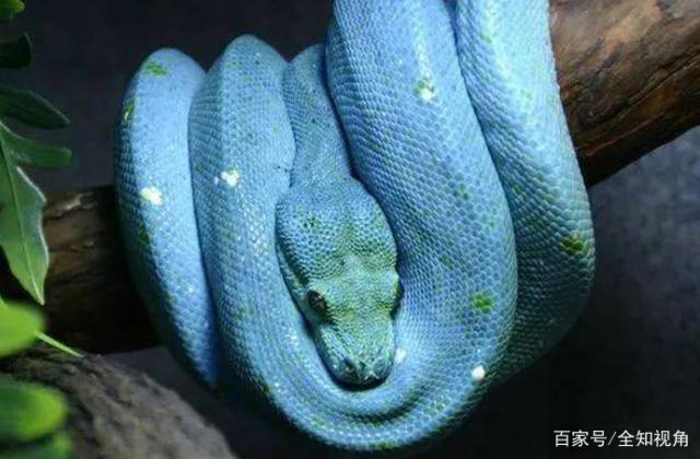 万中无一!世界上最昂贵的蟒蛇,一条价值堪比一辆豪华跑车!-