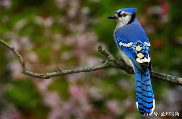 万中无一!世界上最昂贵的蟒蛇,一条价值堪比一辆豪华跑车!-
